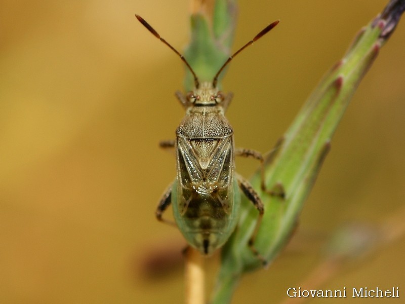 Rhopalidae: Stictopleurus sp.